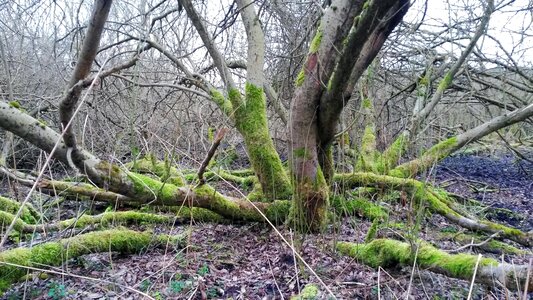 Free stock photo of moss, tree photo