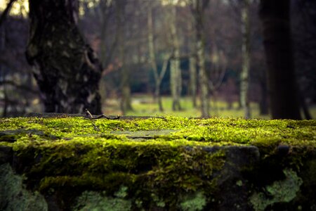 Free stock photo of forest, stick, wood