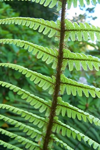 Foliage leaves greenery