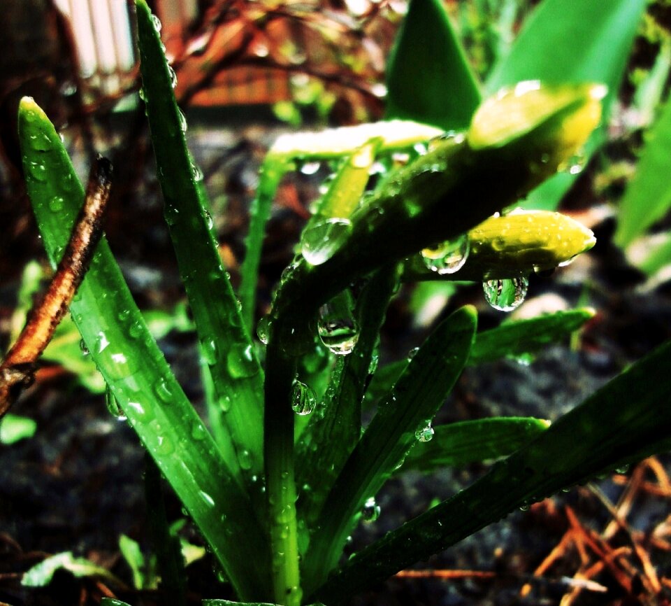 Free stock photo of daffodils, drops, rain