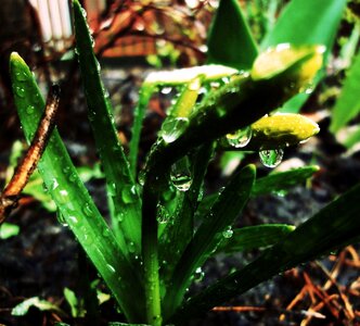 Free stock photo of daffodils, drops, rain