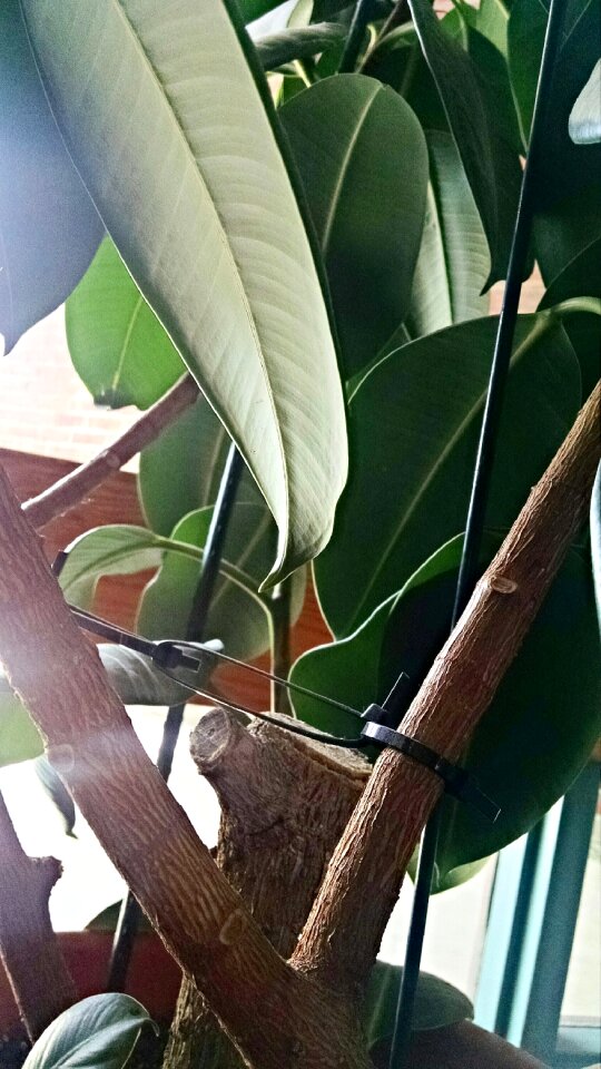 Free stock photo of green, plant