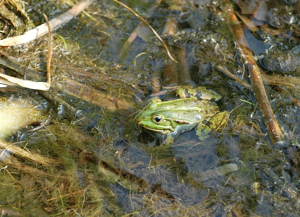 Pond with frogs garden pond high
