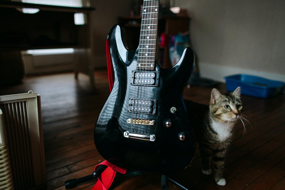 Free stock photo of cat, guitar, messy