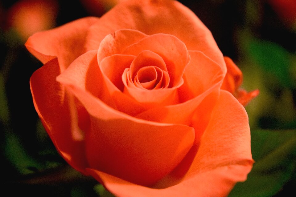 Free stock photo of flowers, rose