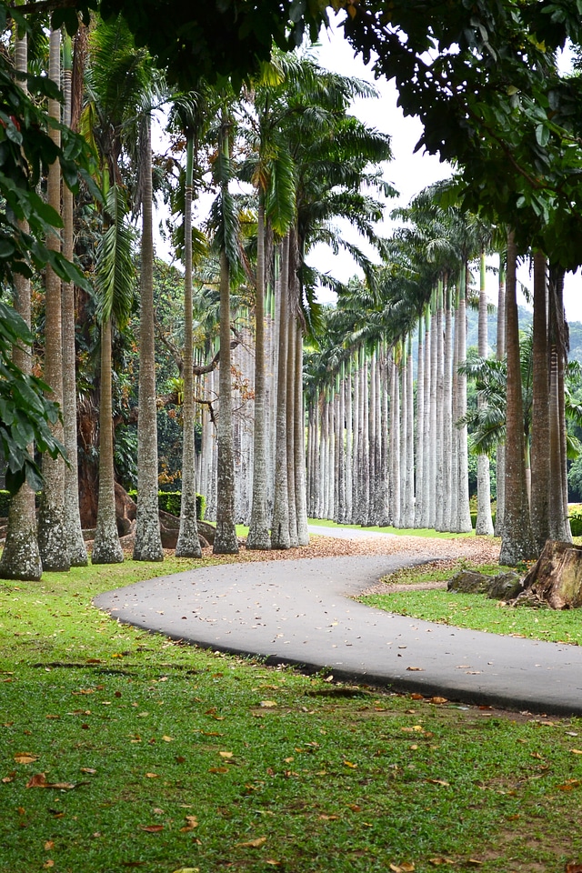 Trees garden peradeniya