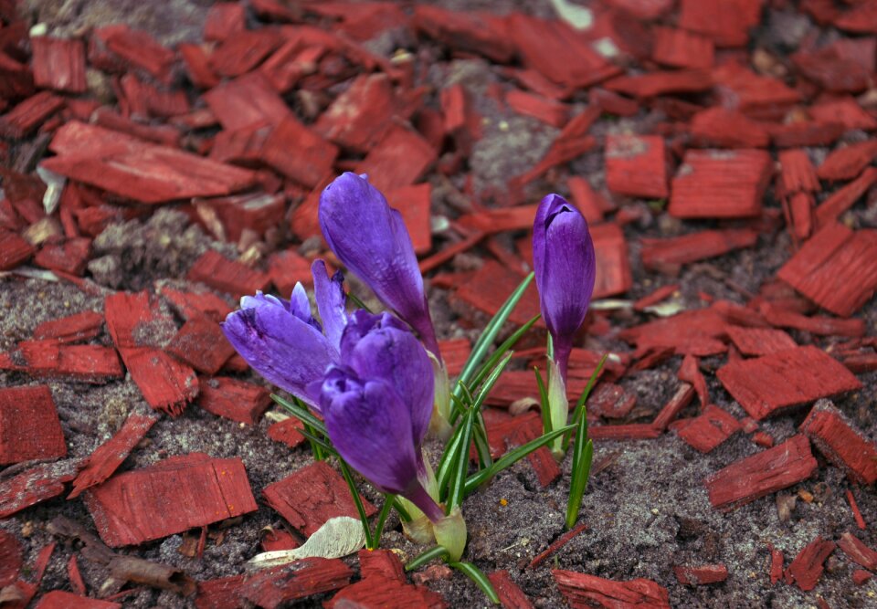 Free stock photo of spring 1