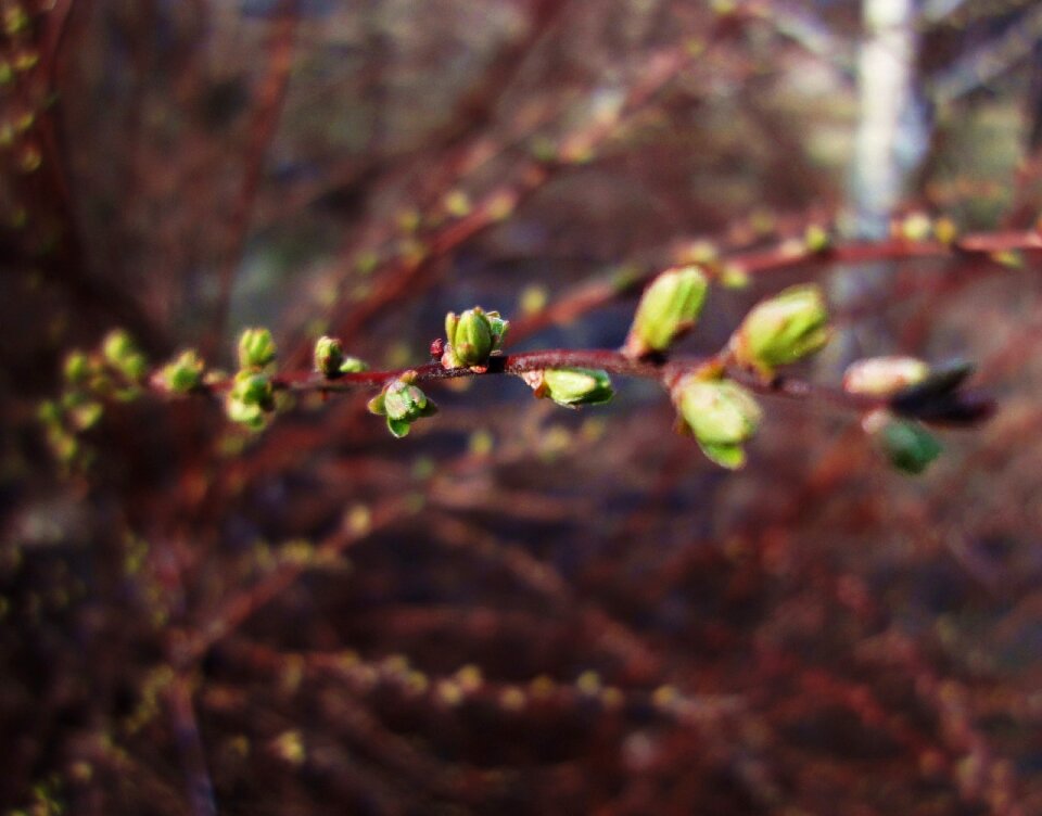 Free stock photo of green, twig photo