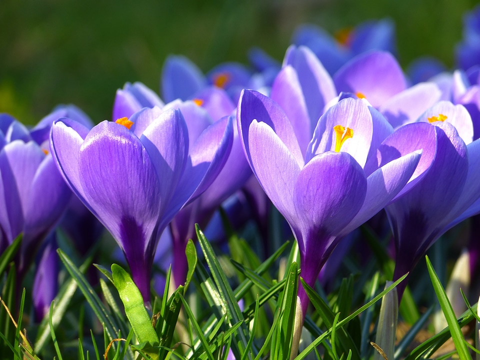 Flower spring purple photo