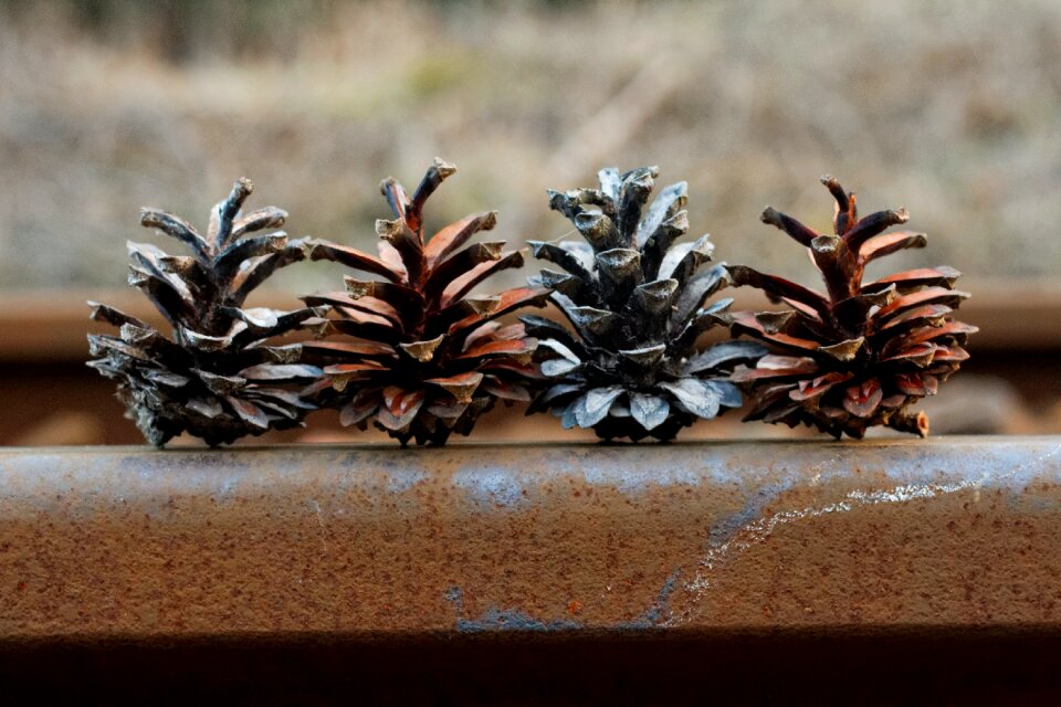 Free stock photo of cones, forest, tree