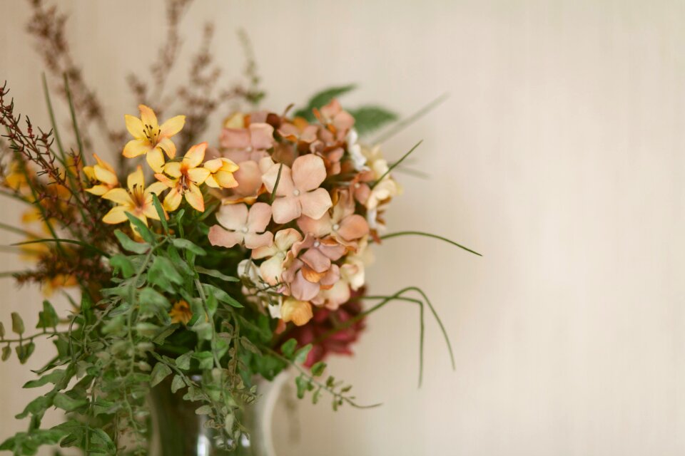 Free stock photo of flowers