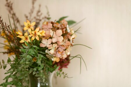 Free stock photo of flowers