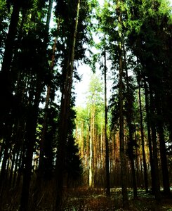 Free stock photo of forest, pine, sun