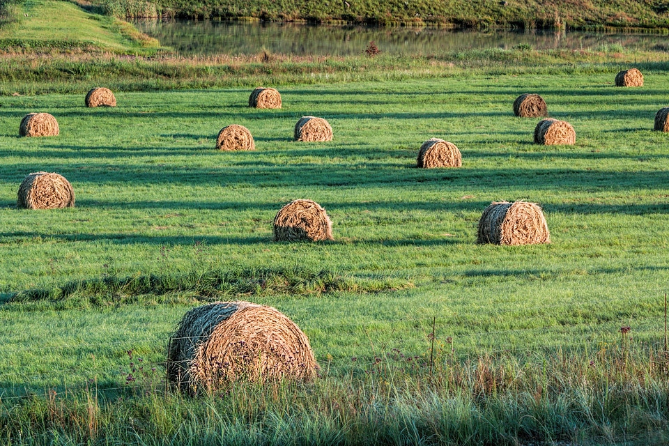 Cattle feed farm agriculture