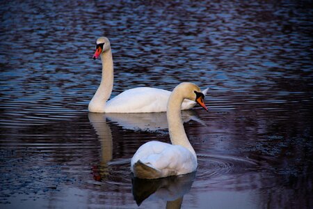 Free stock photo of swan, swans photo