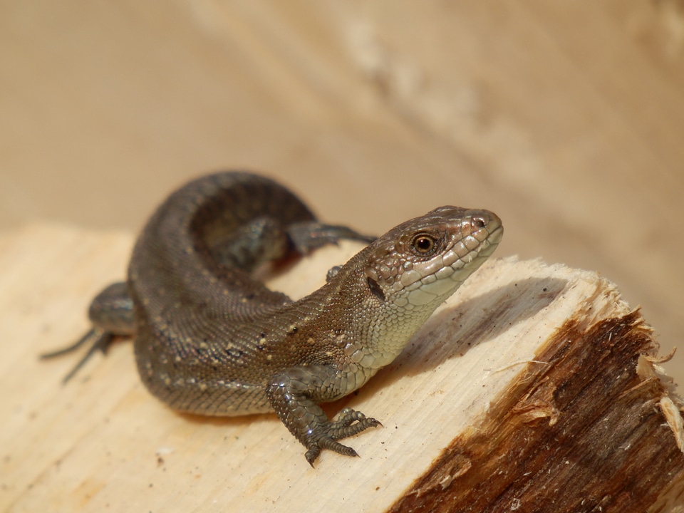 Lizard animal Free photos
