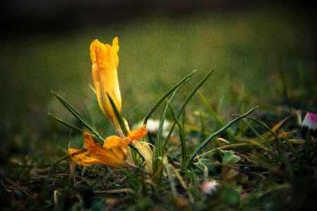 Free stock photo of flowers, grass, green photo