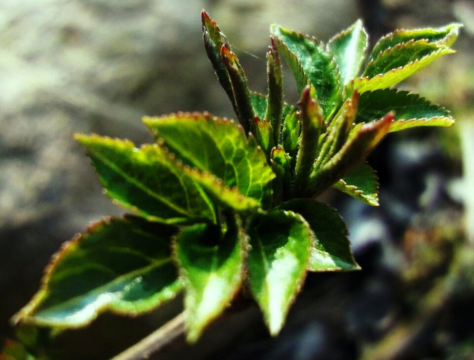 Free stock photo of buds, elderberry, sun
