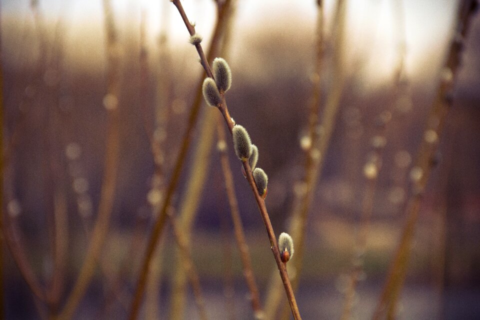 Free stock photo of catkins