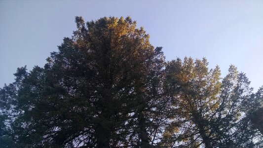 Free stock photo of blue, green, pine