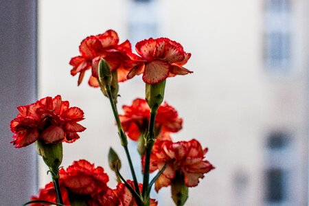 Free stock photo of flowers