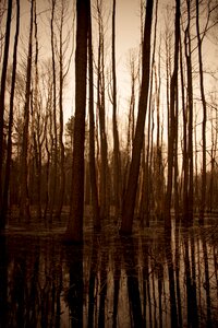 Free stock photo of tree, water