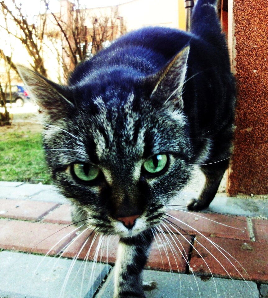 Free stock photo of animal, cat, eyes