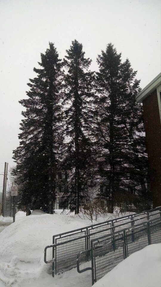 Free stock photo of giants, pine, tall