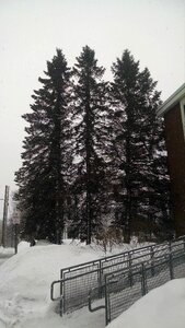 Free stock photo of giants, pine, tall photo
