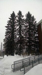 Free stock photo of giants, pine, tall