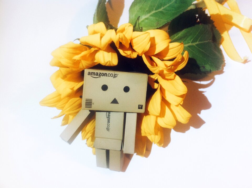 Free stock photo of brace, danbo, danboard