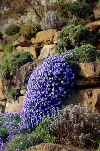 Natural plant blue