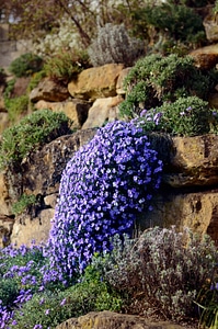 Natural plant blue photo