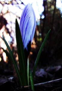 Free stock photo of crocus, flower, sun