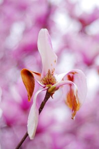 Free stock photo of magnolia, yulan photo