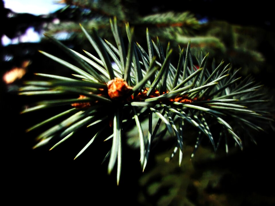 Free stock photo of needles, spruce, sun