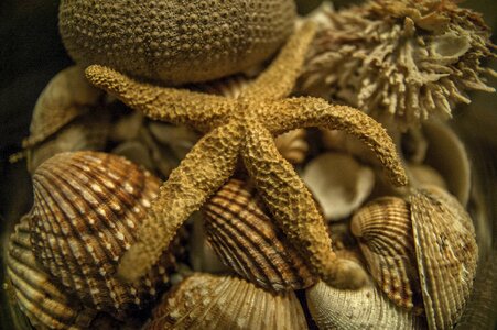 Free stock photo of night, sea, shell photo