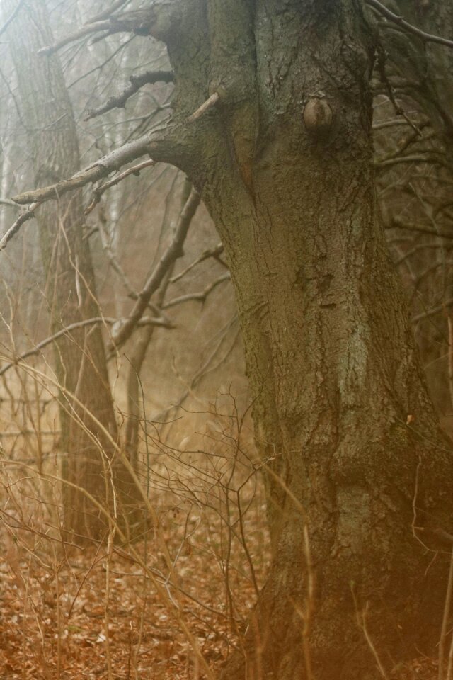 Free stock photo of forest, trees