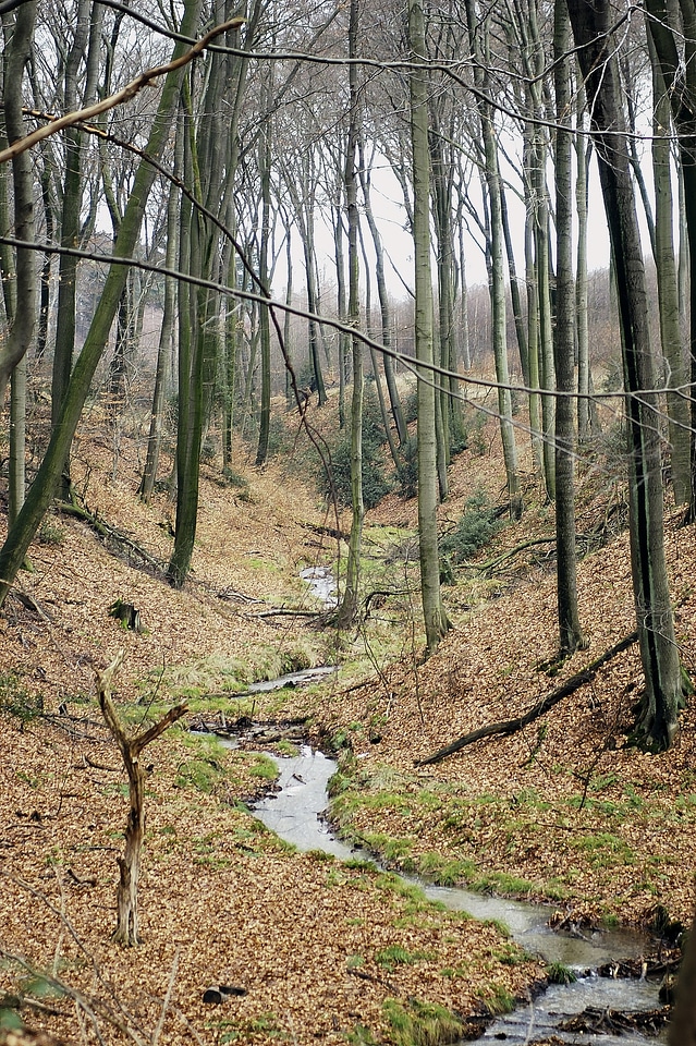 Bach nature trees