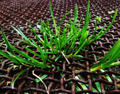 Free stock photo of grass, green, rust photo