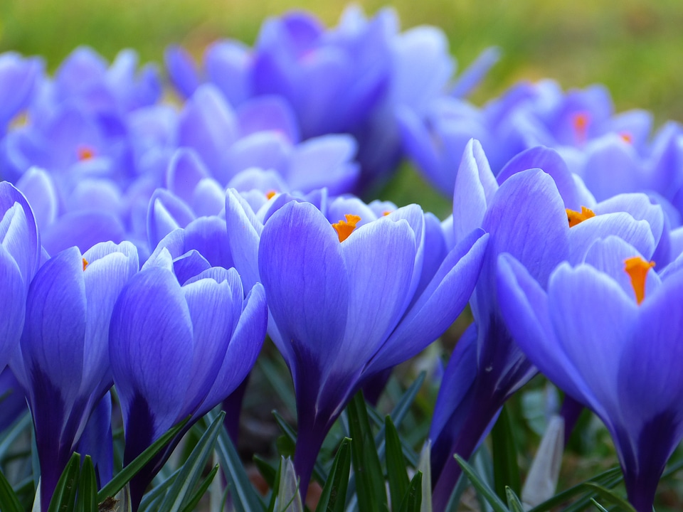 Flower spring purple