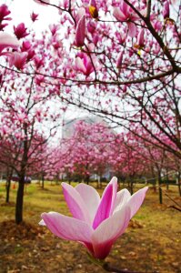 Free stock photo of yulan magnolia