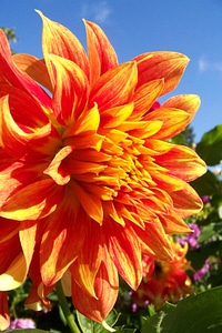 Close-up flower garden giant