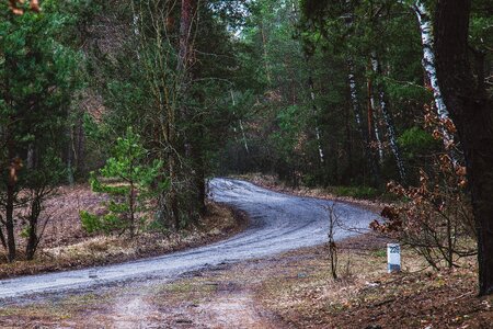 Free stock photo of dirt road, forest, road