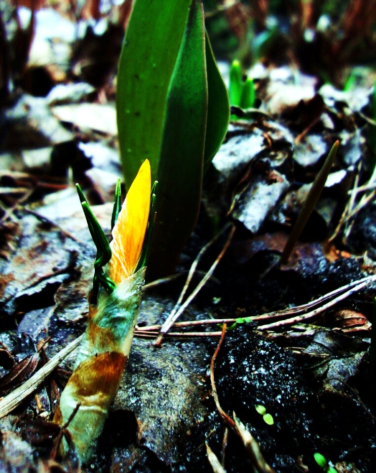 Free stock photo of crocus, flower, yellow
