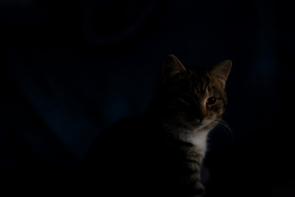 Free stock photo of cat, dark