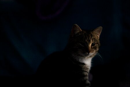 Free stock photo of cat, dark