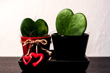 Free stock photo of couple, hoya, plant