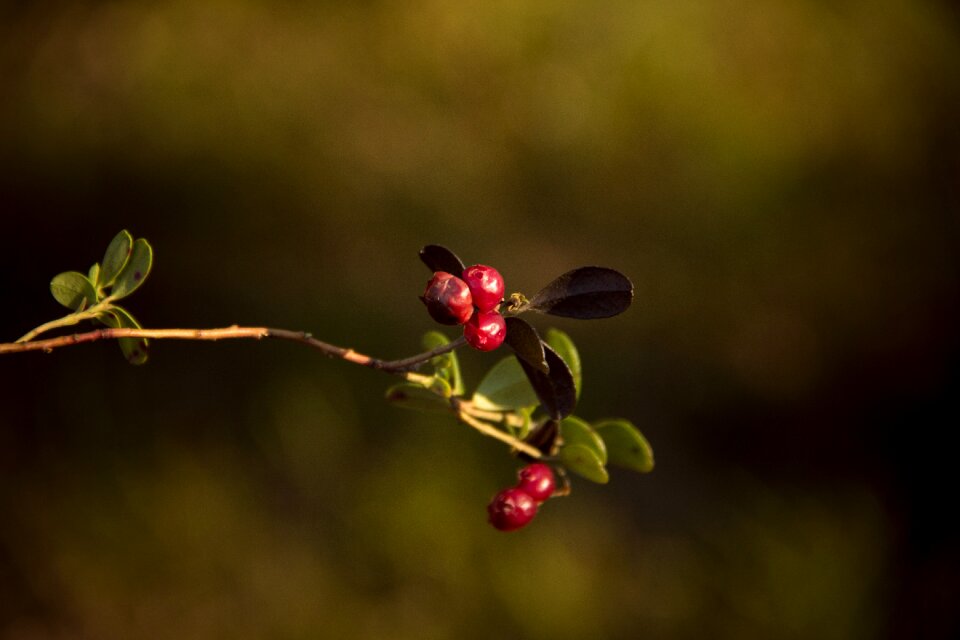 Free stock photo of blueberries, forest, nature