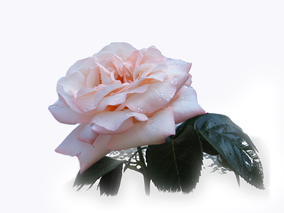 Bloom beautiful noble